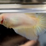 betta510