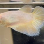 betta510