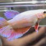 betta511