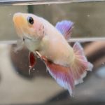 betta511