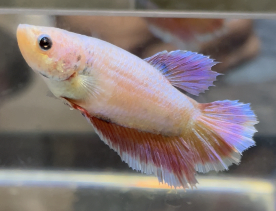 betta511