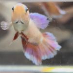 betta511