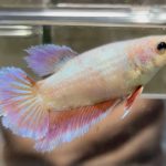 betta511