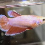 betta512