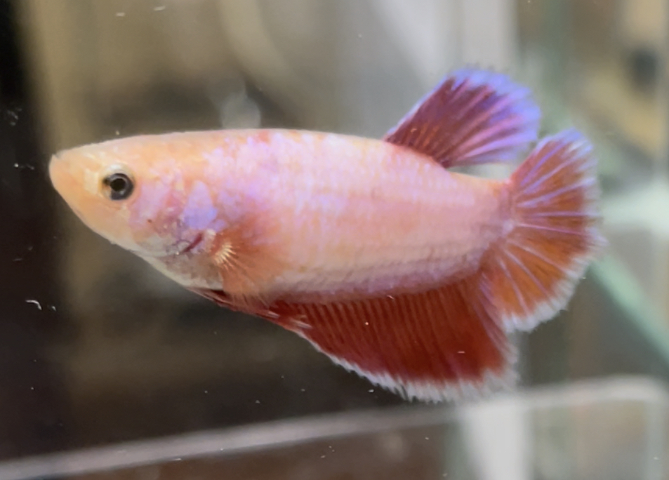 betta512