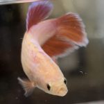 betta512
