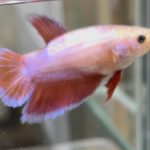 betta512