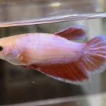 betta512