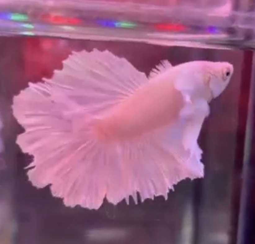 betta514