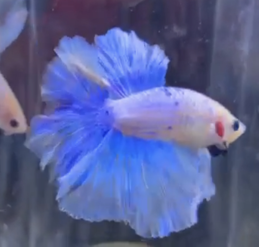 betta515