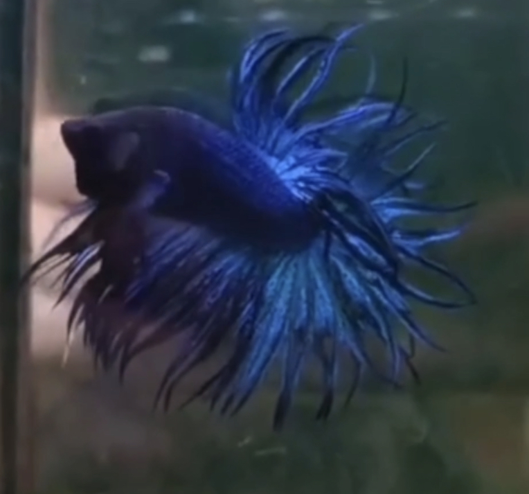 betta513