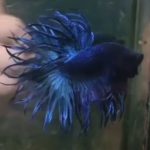betta513
