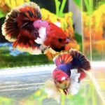 betta516