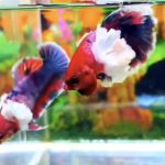 betta516
