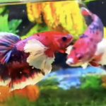 betta516