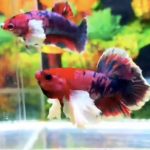 betta516