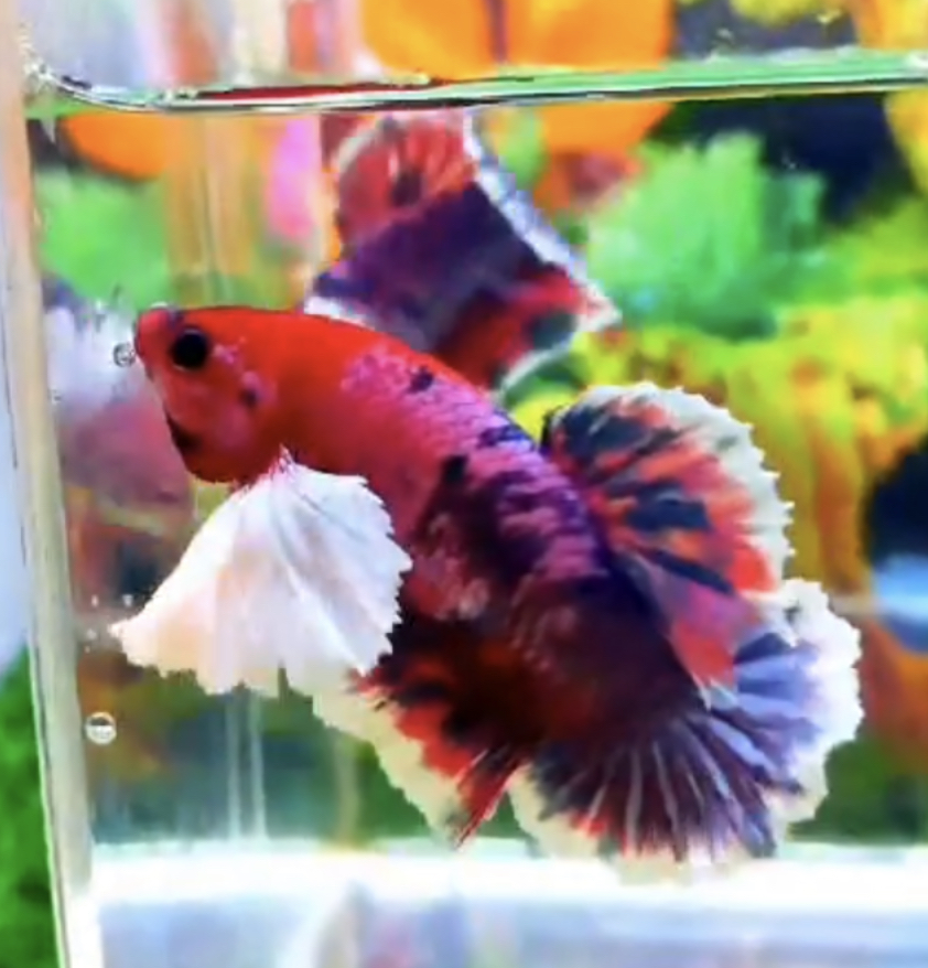 betta516