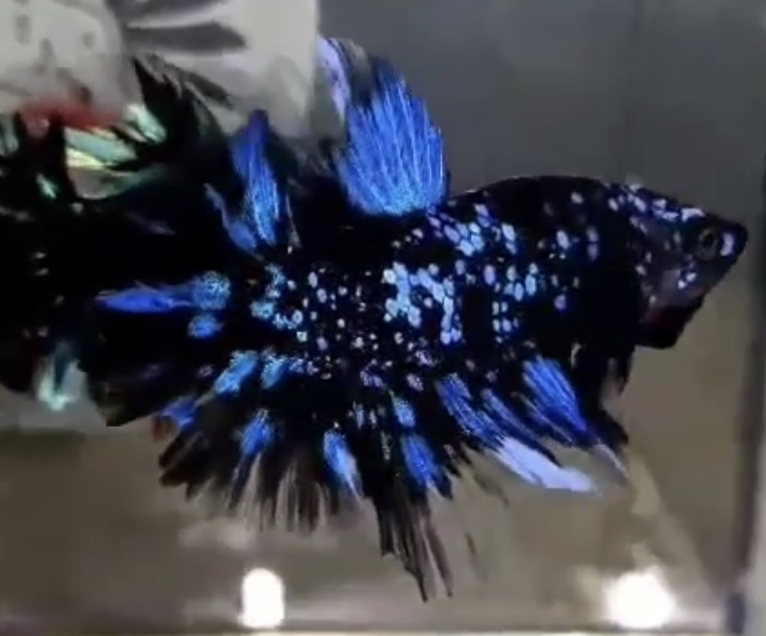 betta518