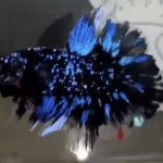 betta518