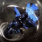 betta518