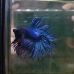 betta513