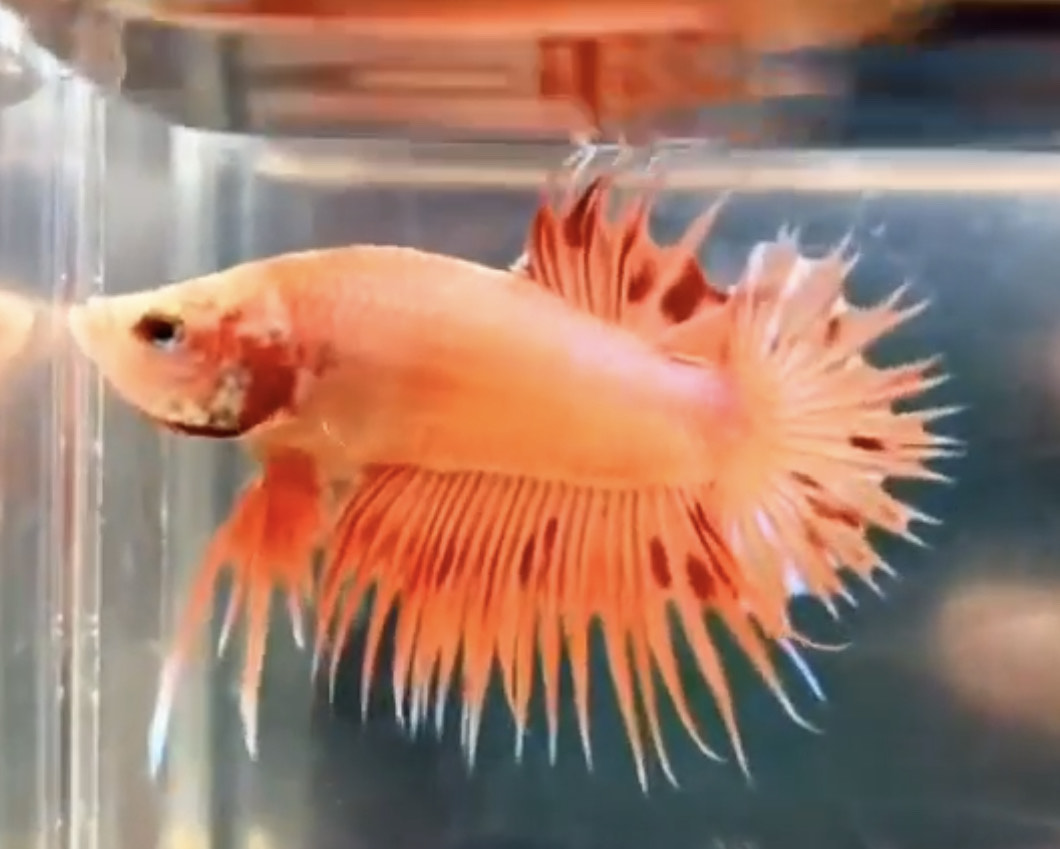 betta517