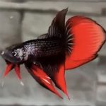 betta520