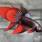 betta520