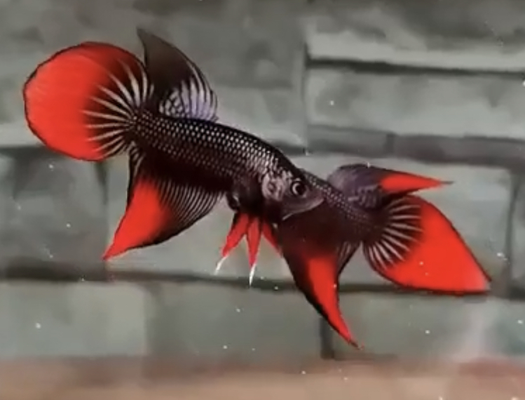 betta520