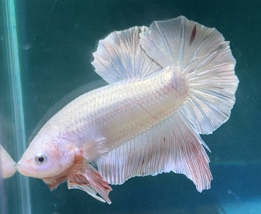 betta541