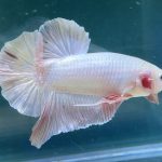 betta541