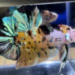 betta543