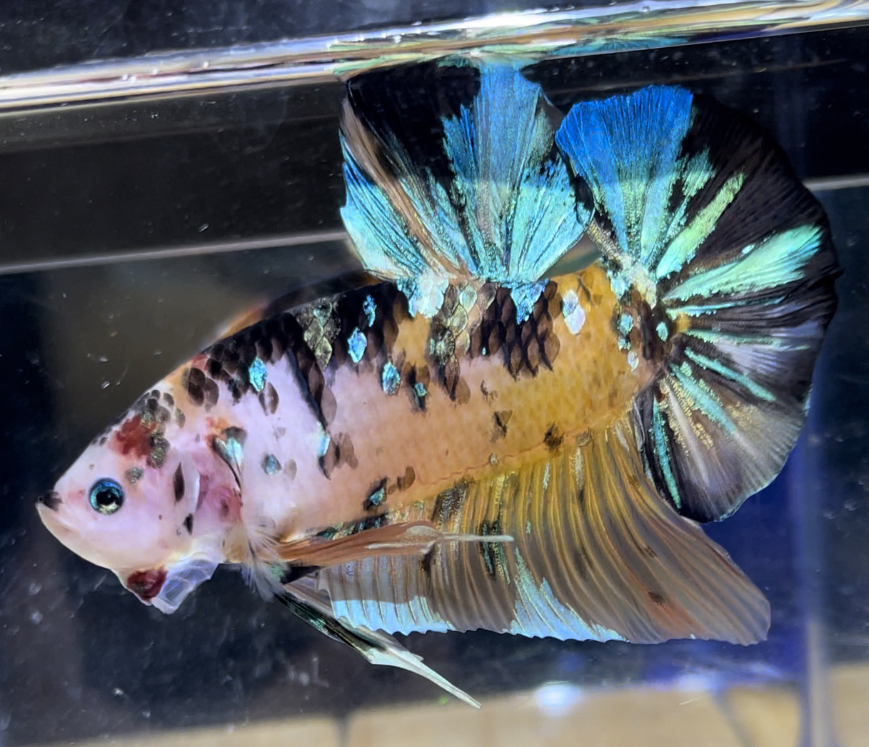 betta543