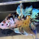 betta543