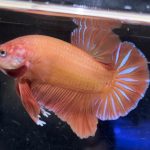 betta542