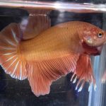 betta542