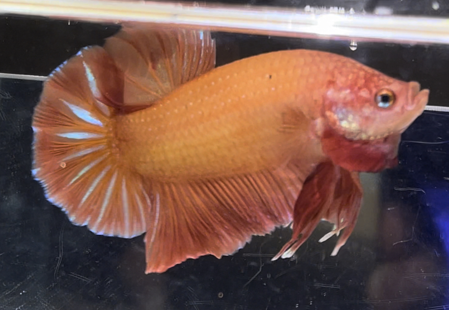 betta542