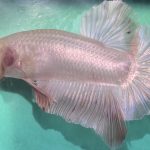 betta541
