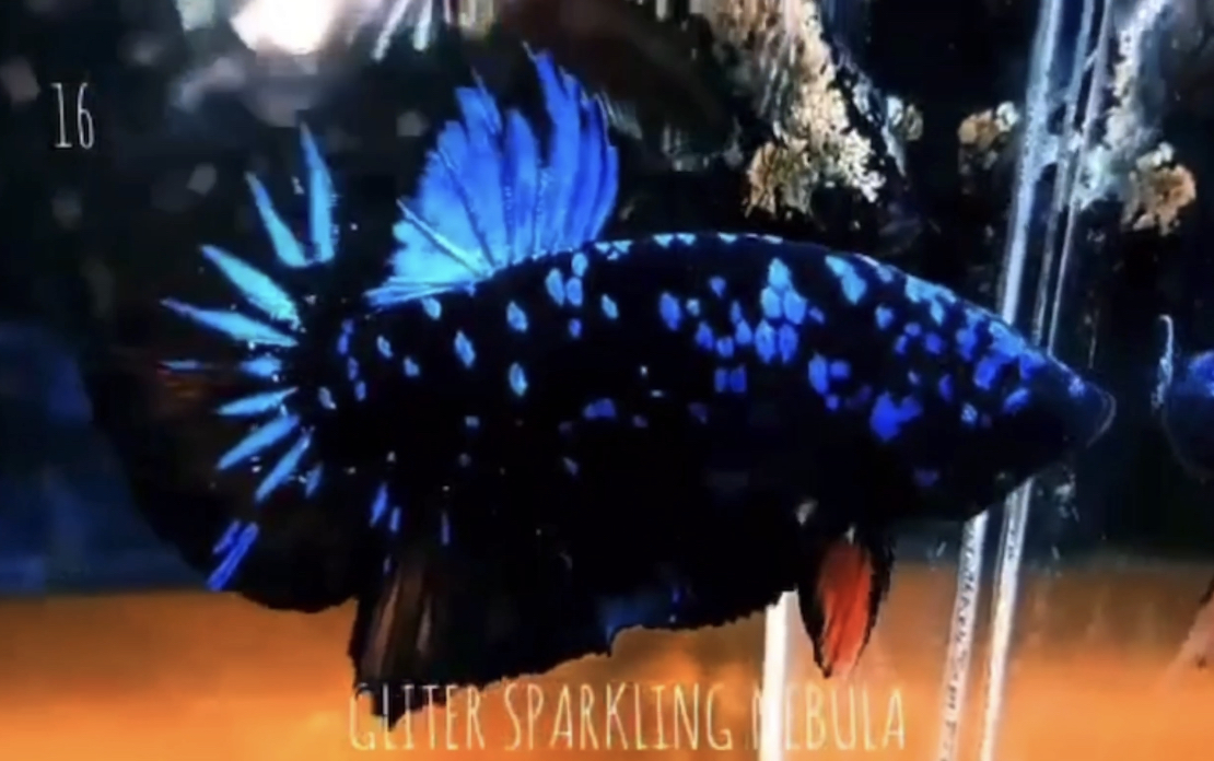 betta540