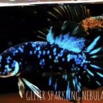 betta539