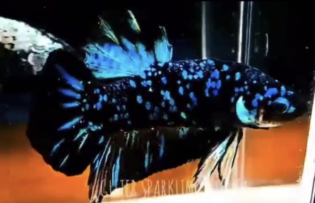 betta539