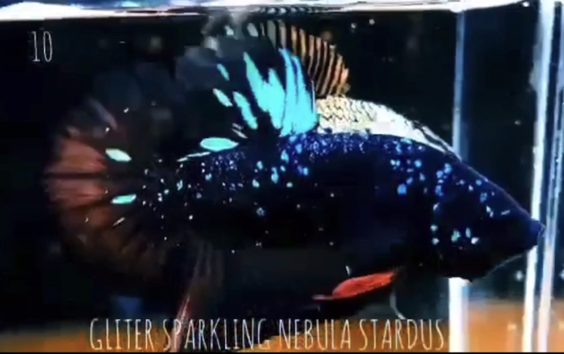 betta538