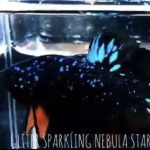 betta538