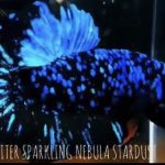 betta536