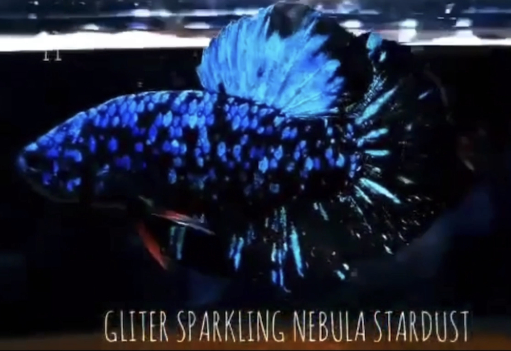 betta536
