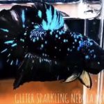 betta535