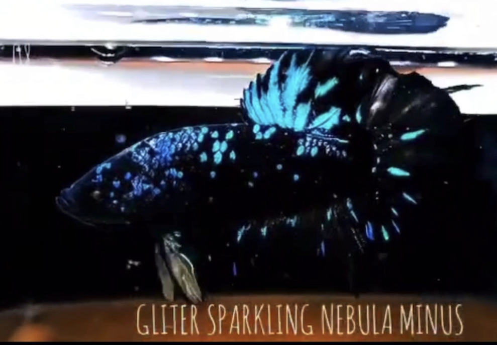 betta535