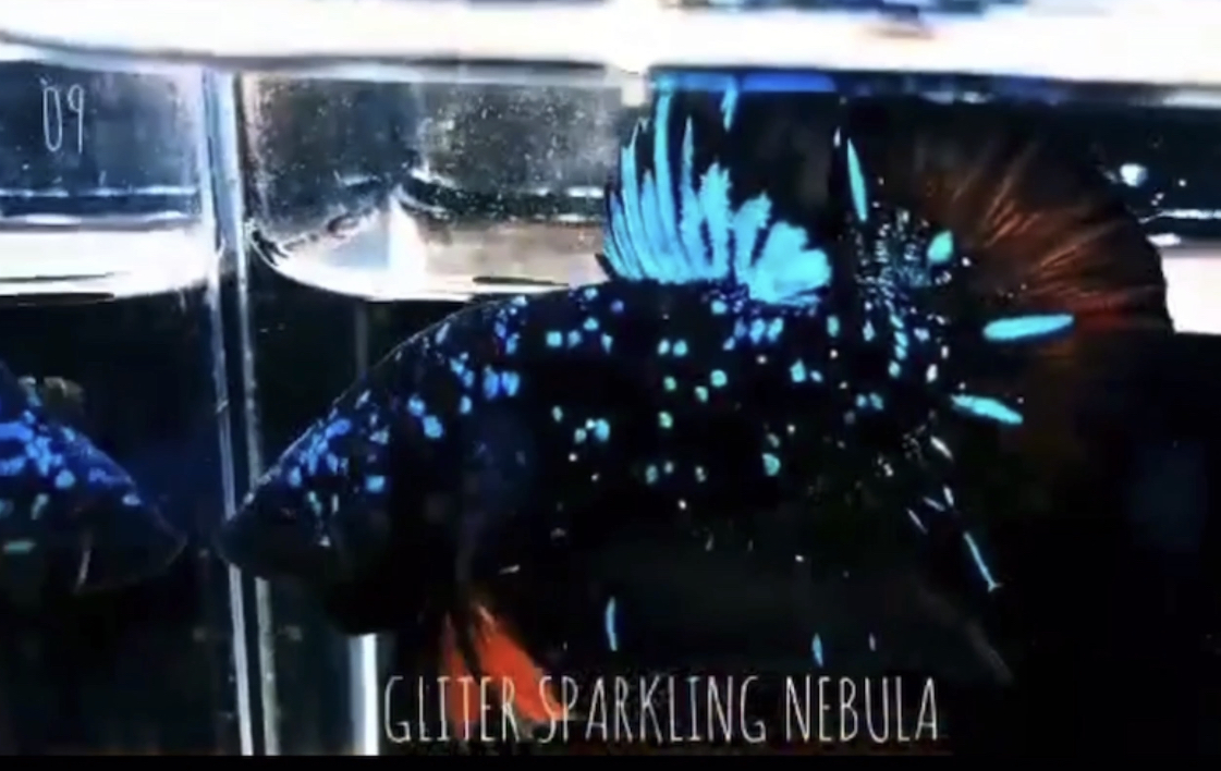 betta534