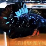 betta534