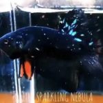 betta533